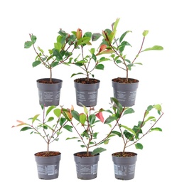 Plants by Frank - 1 meter glansmispelhaag - Photinia fraseri 'Red Robin' - pl