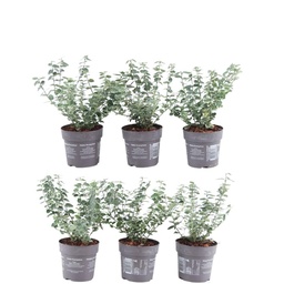 Plants by Frank - 1 meter bonte kardinaalsmutsenhaag - Euonymus fortunei 'Emeral