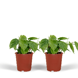 2x Philodendron Scandens - 5cm - Ø12cm