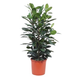 Afrikaanse vijgenboom (Ficus cyathistipula) – onderhoudsvriendelijke kamerplant, hoogte