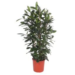 Afrikaanse vijgenboom (Ficus cyathistipula) – onderhoudsvriendelijke kamerplant, hoogte