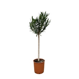 Nerium Oleander Stämmchen mit rosa Blüten - 150 cm - Ø30