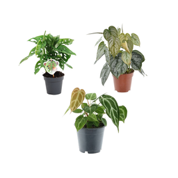 Grüne Mischung 3 Pflanzen - Monstera obliqua 'Monkey Leaf' - 25 cm - ø12 - Philo