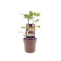 Ficus Braune Türkei - Ø15cm - ↕40cm