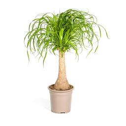 Beaucarnea Recurvata stam Ø21cm - ↕60 - 80cm