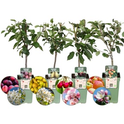 Biologische fruitbomen 4-pack - appel, peer, kers en pruim - 4 x Ø 20 cm - ↨ 60 cm