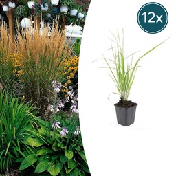 Struisriet 'Karl Foerster' (Calamagrostis acutiflora) – winterhard siergras