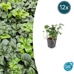 12x Pachysandra term. 'Grüner Glanz' - ↕10-25cm - Ø9cm