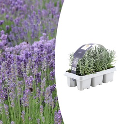 1x 6-pack Lavandula angustifolia - 6 x Ø7 cm - ↕15 cm