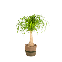 Beaucarnea Recurvata stam met mand Ø21cm - ↕60 - 80cm