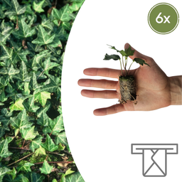 Hedera 'Green Ripple' – 6 jonge planten | Planten & geniet van de groene klimop
