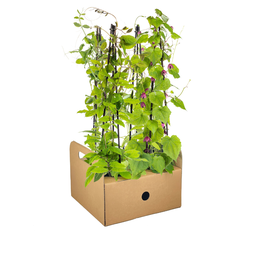 4x Mix aus Kletterpflanzen: Rhodochiton, Cobea, Lathyrus & Ipomoea Ø13 cm - ↕60 