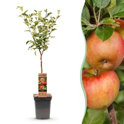 Obstbaum - Malus domestica Elstar - Apfelbaum - Winterhart - Rot-Grüner Apfel - 