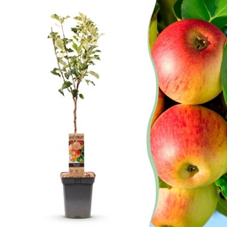 Obstbaum - Malus domestica Jonagold - Apfelbaum - Winterhart - Gelb-Grüner Apfel