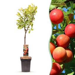 Obstbaum - Prunus domestica Victoria - Apfelbaum - Winterhart - Rosa-Orange Apfe