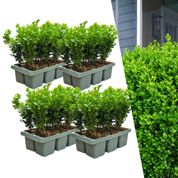 4 x 6-pack Buxus NewGen Freedom – Winterharde groenblijvende struiken 24 x Ø7 cm 