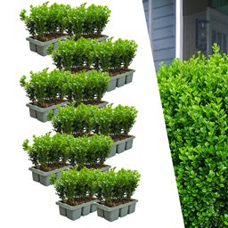 12 x 6-pack Buxus NewGen Freedom – Winterharde groenblijvende struiken 72 x Ø7 cm