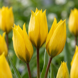20x Tulipa Sylvestris - Weinbergstulpe - Gelb - Verwilderungszwiebel - Zwiebelgr