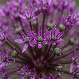 15x Allium Miami - Zierlauch Miami - Lila - Sommerblüher - Zwiebelgröße 10/+