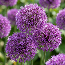 15x Allium Purple Sensation - Purperlook - Lila - Zomerbloeier - Bolmaat 1