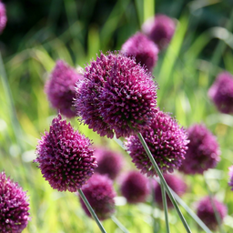 100x Allium Sphaerocephalon - Kogellook - Lila - Zomerbloeier - Bolmaat 5/