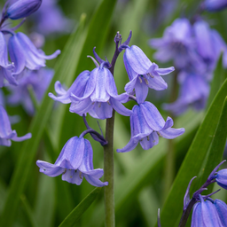 20x Hyacinthoides non Scripta - Atlantisches Hasenglöckchen - Blau - Verwilderun