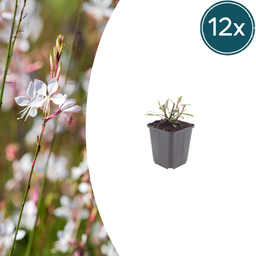 12x Gaura l. 'Wervelende vlinders' - ↕10-25cm - Ø9cm