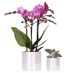 Kolibri Company | Disco-plantenset | Paarse Vienna-orchidee 9cm + vetplant 