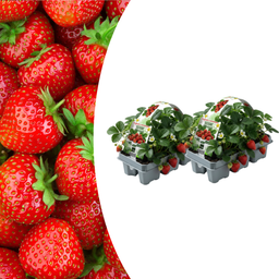 Erdbeeren, 6er-Pack (Fragaria), 100 % biologisch