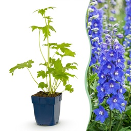 Bijen- en vlindermix (Bee and) – winterharde insectenweidemix