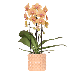 Kolibri Orchids | Niagara Falls-orchidee Sunny Bunny met Poppy-sierpot peach – 