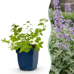 Vaste plant - Nepeta faassenii - Kattenkruid - Bijen- en vlindermagneet - Paars - 6 planten - Pot 11 cm - Hoogte 15-25 cm