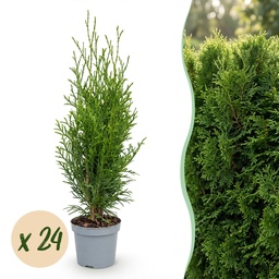 24x Thuja occidentalis Smaragd - Lebensbaum - Heckenpflanzen - Immergrün - Grün 