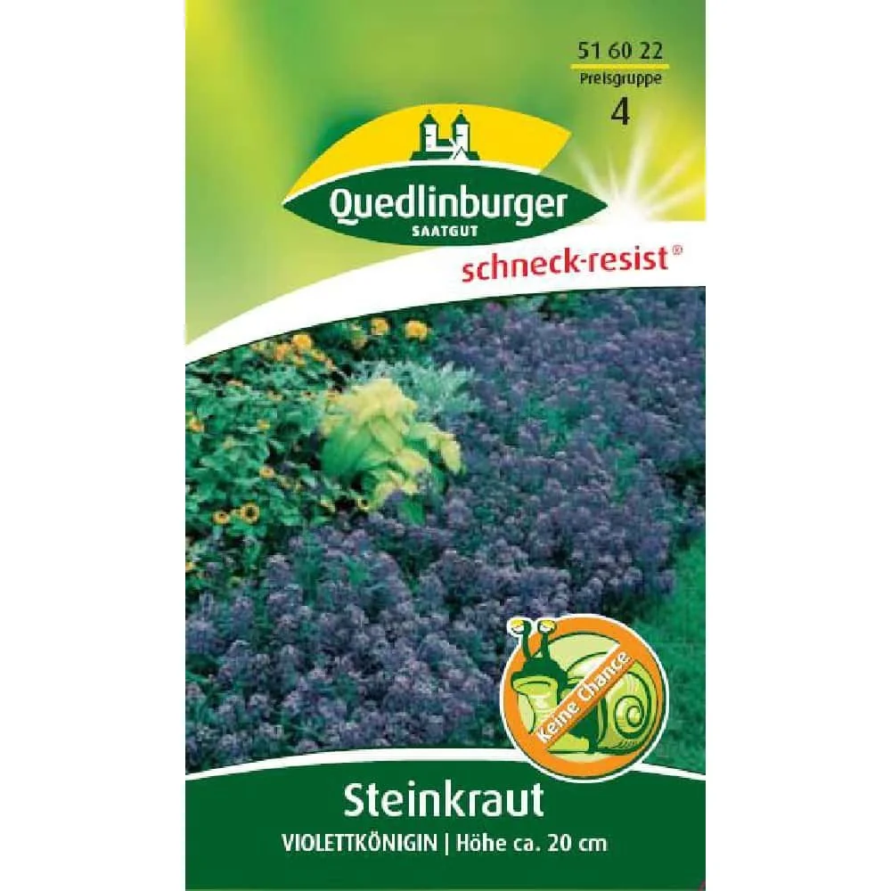 "Steenkruid Violettkönigin: Lila Bodembedekker voor een Bloeiende Tuin image"