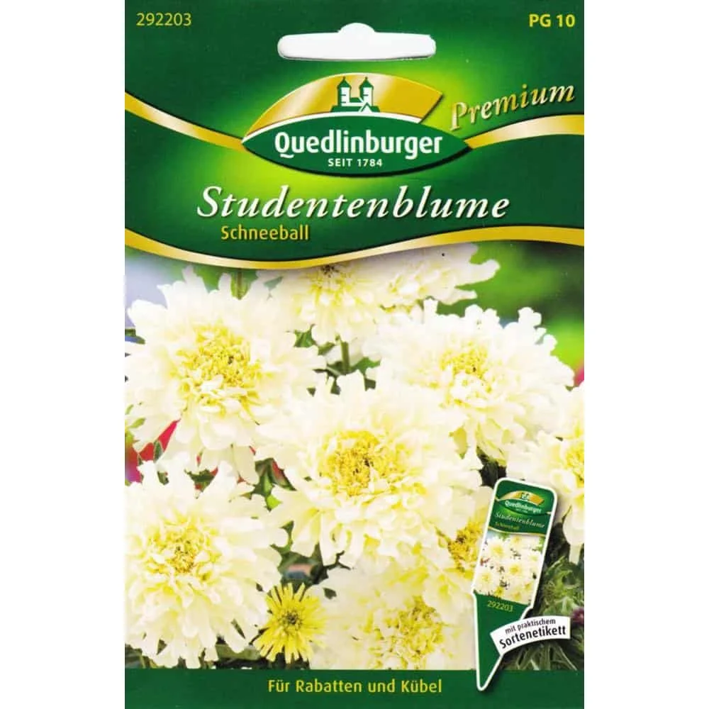 "Afrikaantjes, sneeuwbal image"