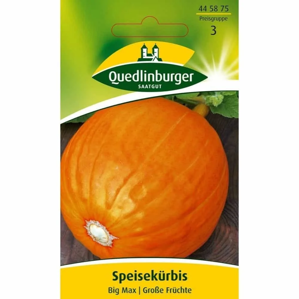 "Big Max Pompoen Zaden - Reuzenpompoen voor uw Tuin image"