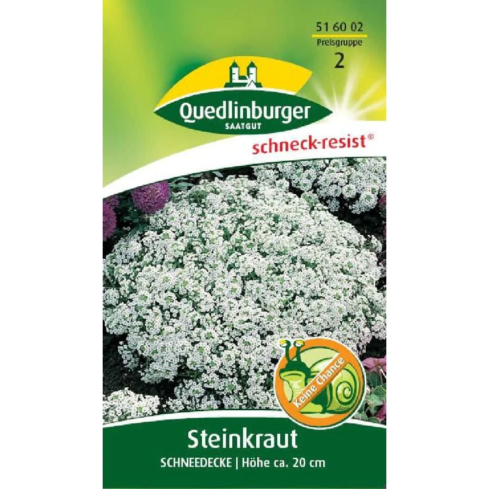 "Steenkruid 'Schneedecke': Geurende Bodembedekker voor een Kleurrijke Tuin image"
