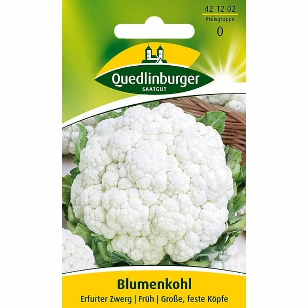 Bloemkool zaaien, Erfurter Zwerg, bloemkool kweken