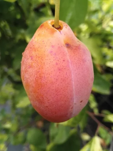 "Plum "Tipala" half-standard, in a 10L container, sweet and juicy, easy to stone image"