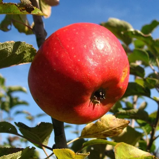 "Apple "Pilot" bush, in a 10L container image"