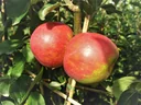 Apfel "Roter Boskoop" Spindelbusch, im 5L-Container