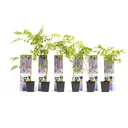 Blooming Wisteria Plants - Wisteria - 6 Pieces - 30-38Cm