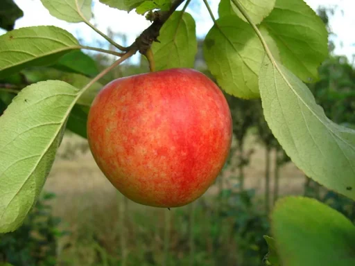 "Apple "Cox Orange" half-standard, in a 10L container image"