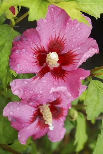 "Hibiscus syriacus Woodbridge - 7.5 L pot 70-80 cm image"