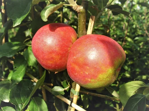 "Apfel "Roter Boskoop" Busch, im 10L-Container image"