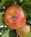 Columnar apple "Rhapsodie", 7.5L container, aromatic and juicy