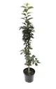 Columnar sour cherry "Jachim", 7.5L container, good, balanced taste