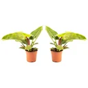 Blooming Philodendron Imperial Green Large - 50-60 cm - 2 pieces