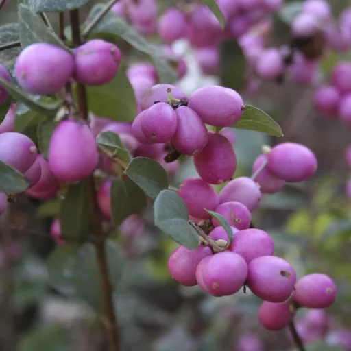 "Snowberry, Symphoricarpos door. "Magical Candy", 4.6 liter pot, 50-60 cm tall, set of 3 image"