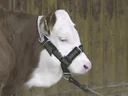 Calf and young cattle halters